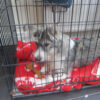 Crate Training your Dog or Puppy crate-training