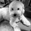Grooming your Dog grooming2