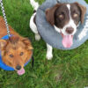 Neutering your Dog neutering1