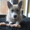 Nutrition for your dog nutrition1