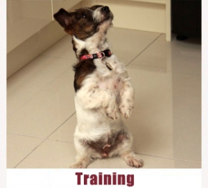 Training your Dog