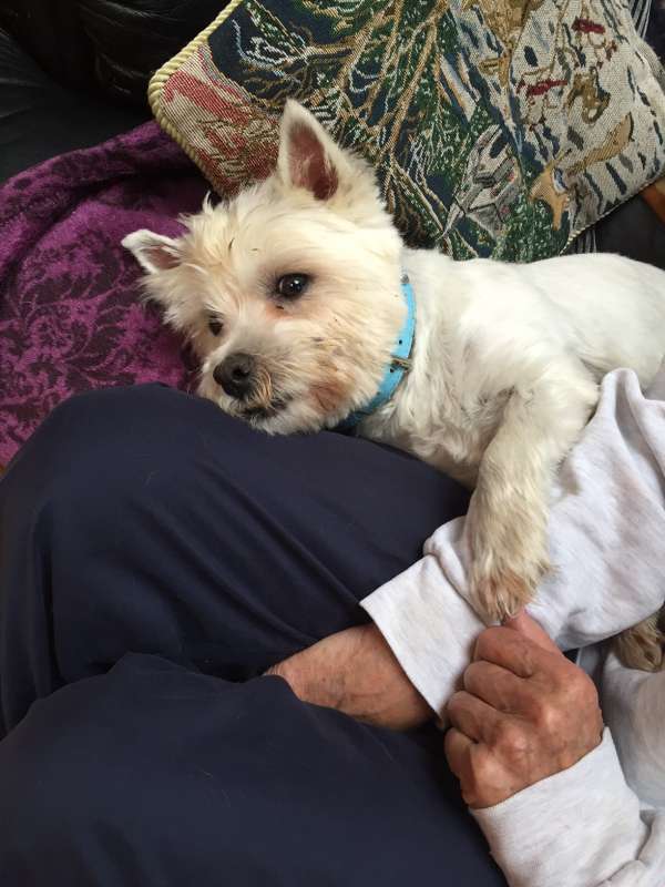 Scottie..3 year old Westie Rescue Dogs for Adoption
