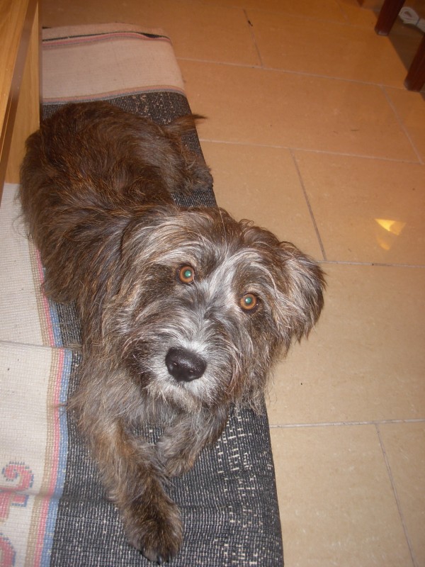 Elmo-1year old tibetan terrier x - HOMED - Rescue Dogs for ...