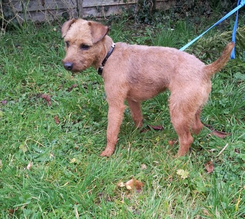 Ruby - 18mt old Lakeland Terrier X*HOMED* - Rescue Dogs for Adoption ...