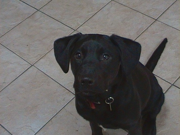 Diva 4 month old Lab x **HOMED** Rescue Dogs for Adoption Shelter