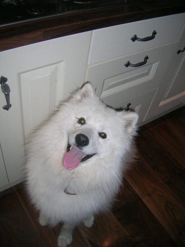 samoyed dog teddy bears