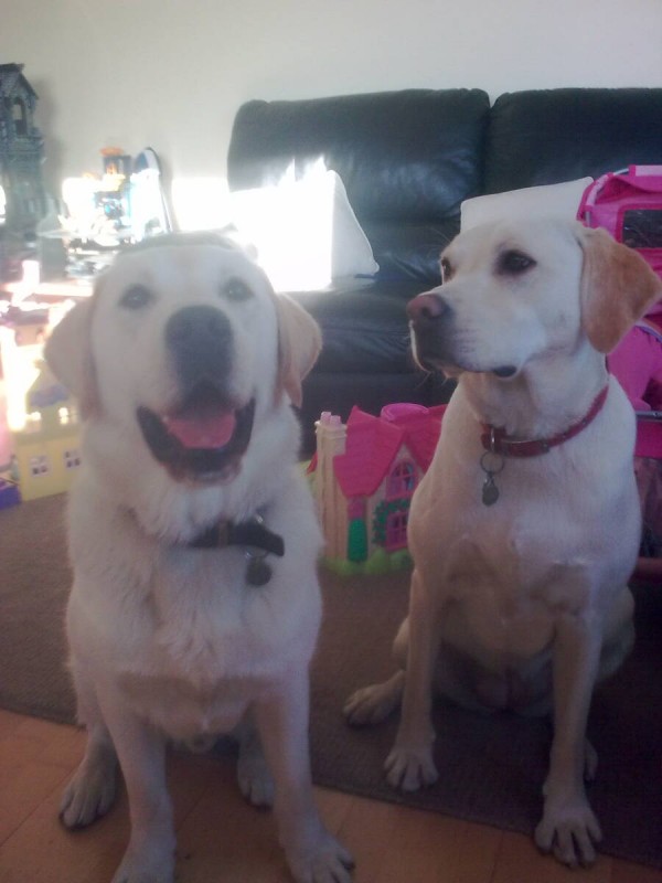 Marley 8 month old lab **HOMED** Rescue Dogs for Adoption Shelter