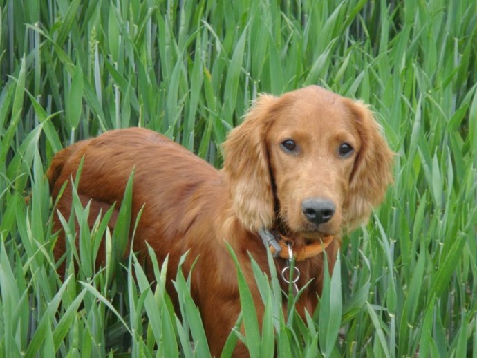 Ella Red Setter Puppy *Homed* Rescue Dogs for Adoption Shelter
