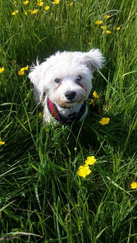 Ruffles..6 month old male Maltese X Westie puppy HOMED - Rescue Dogs ...