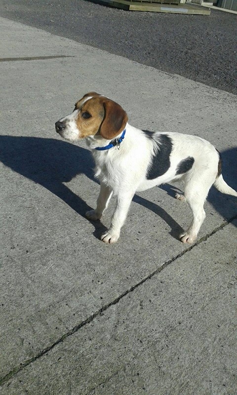 5 month best sale old beagle