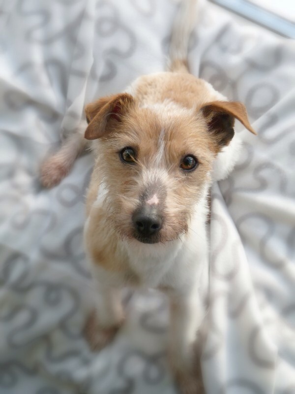 Alana..2 year old female Terrier X..ref. 52 HOMED - Dogs in Distress