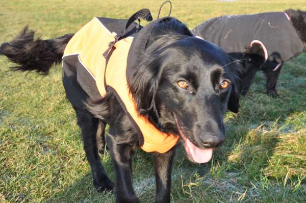 Kari ..1 year old Retriever..ref. 414 HOMED - Rescue Dogs for Adoption ...