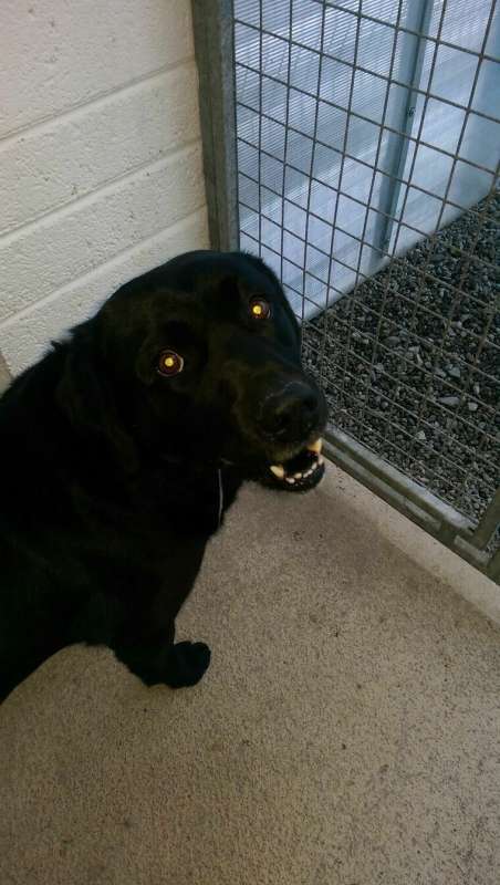 Tyler... 2yr old Lab ...ref 29 - Rescue Dogs for Adoption | Shelter Dog  Homes