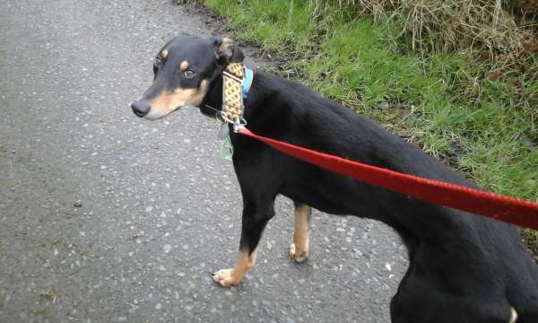 Lurcher hot sale doberman cross