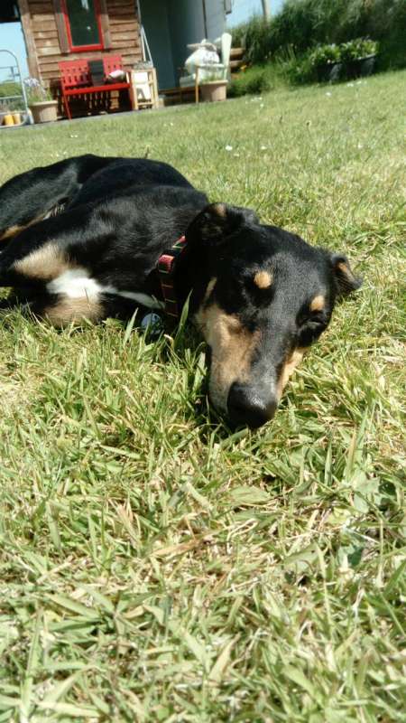 Lurcher hot sale doberman cross