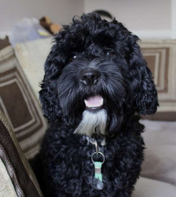 Oscar...1yr old Cockapoo HOMED - Dogs in Distress