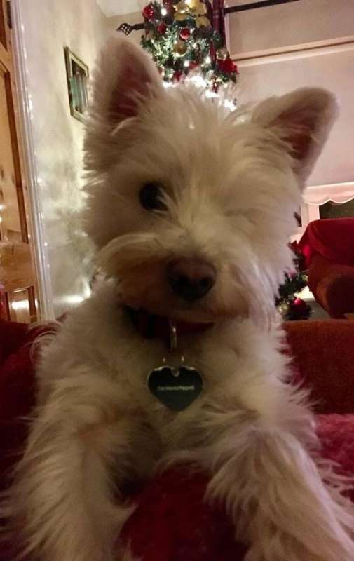 Mac...Westie - Rescue Dogs for Adoption | Shelter Dog Homes