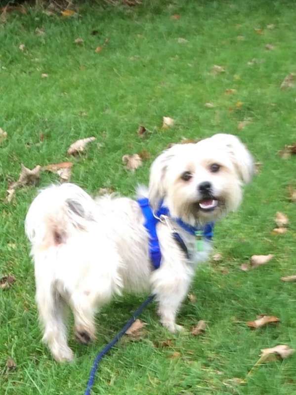 Jeff 18mth old Shih Tzu HOMED - Rescue Dogs for Adoption | Shelter Dog ...