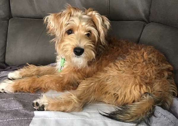 Teddy 7mt old Yorkie x Lakeland Terrier HOMED..... - Rescue Dogs for ...