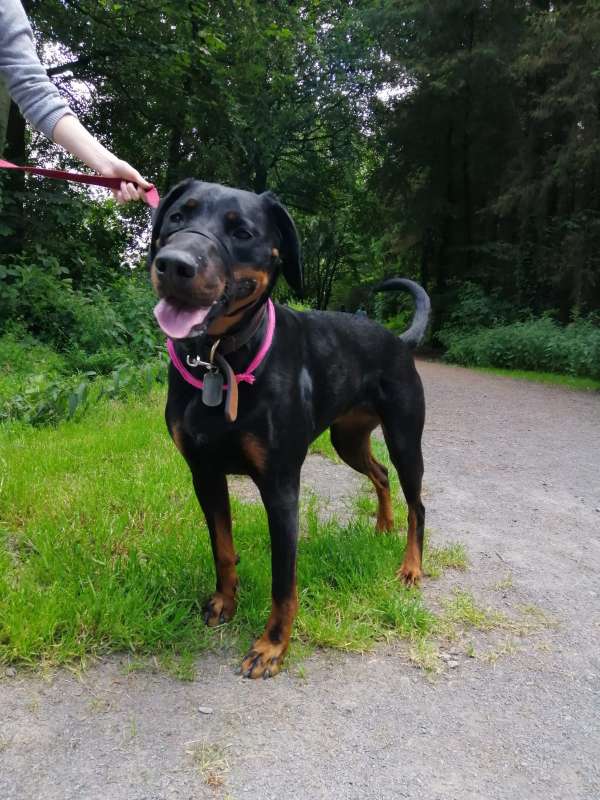 Coco...6mth old Female Dobi x Lab HOMED - Dogs in Distress