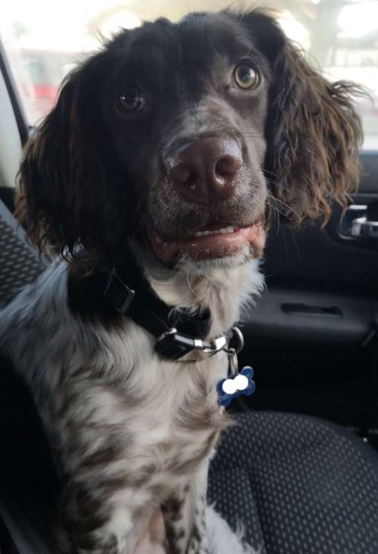 Rooney 8mth old Springer Spaniel HOMED - Rescue Dogs for Adoption