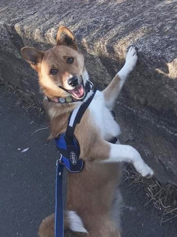 Moe 9mth old Basenji X HOMED... - Dogs in Distress