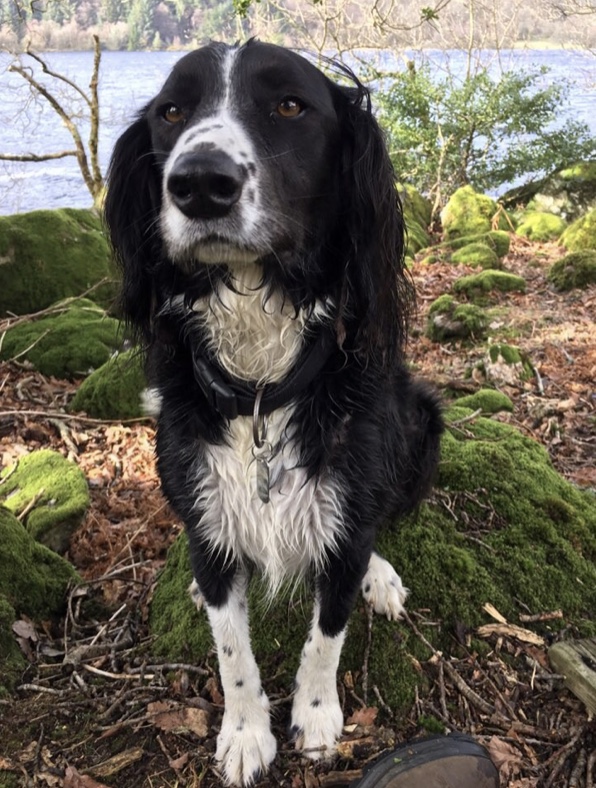 Diesel - Springer Spaniel X Lab (8wks Old) Homed - Dogs In Distress