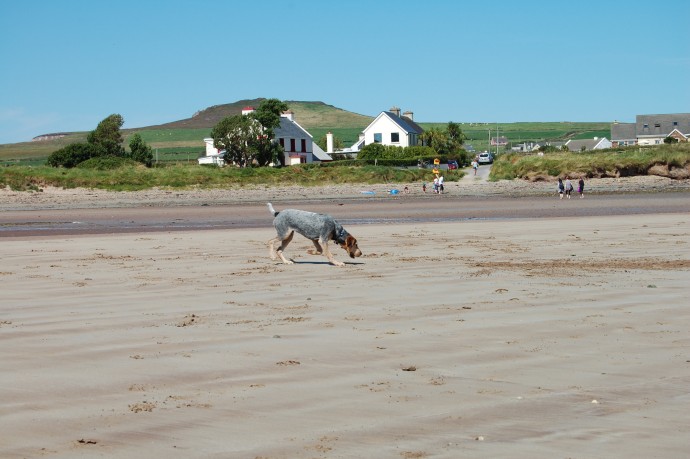 Nugget-Llewellin setter x - Homed - Dogs in Distress