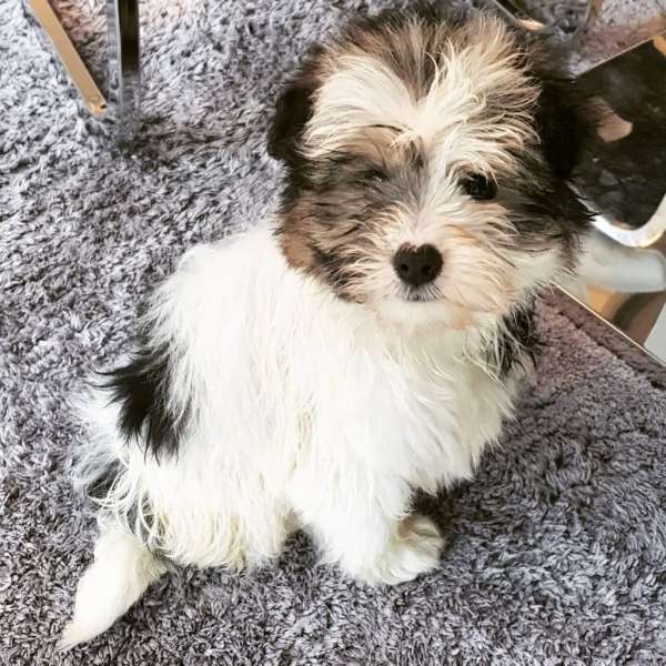 Pepe 8 week old Male Terrier X HOMED - Rescue Dogs for Adoption ...