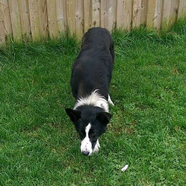 Kyle..5 year old Collie..ref. 473 - Dogs in Distress