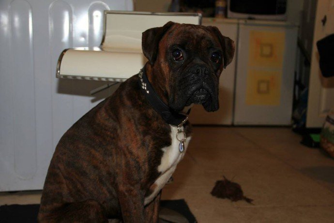 Aron -3yr old Boxer ref 187 *HOMED* - Rescue Dogs for Adoption ...