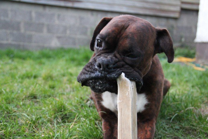Aron -3yr old Boxer ref 187 *HOMED* - Rescue Dogs for Adoption ...
