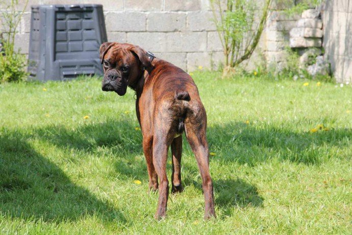 Aron -3yr old Boxer ref 187 *HOMED* - Rescue Dogs for Adoption ...