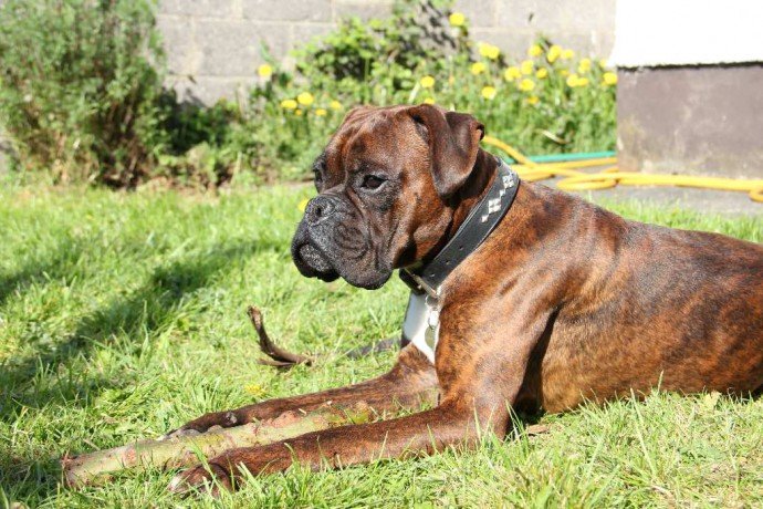 Aron -3yr old Boxer ref 187 *HOMED* - Rescue Dogs for Adoption ...