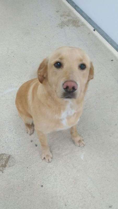 Fawn..2 year old lab..ref. 500 - Rescue Dogs for Adoption | Shelter Dog ...