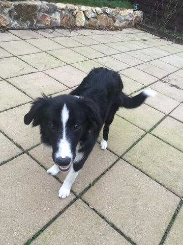 Kellie..6 month old female Collie puppy..ref. 486 HOMED - Dogs in Distress