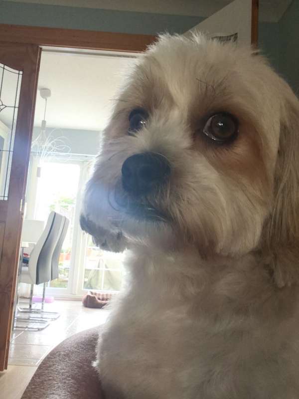shih tzu bichon mix rescue