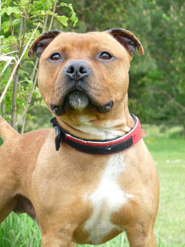 Calvin..2 year old Staffie..ref. 190 *HOMED* - Dogs in Distress