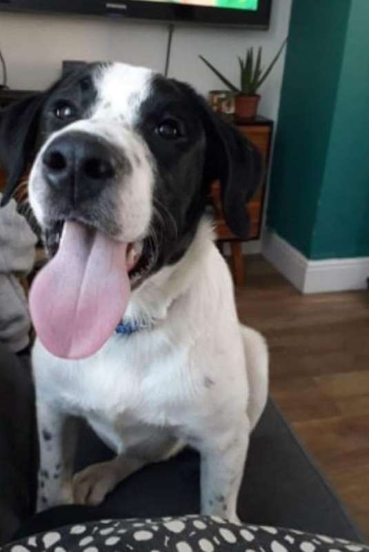 Milo 9mth old Lab X Collie HOMED.. - Dogs in Distress