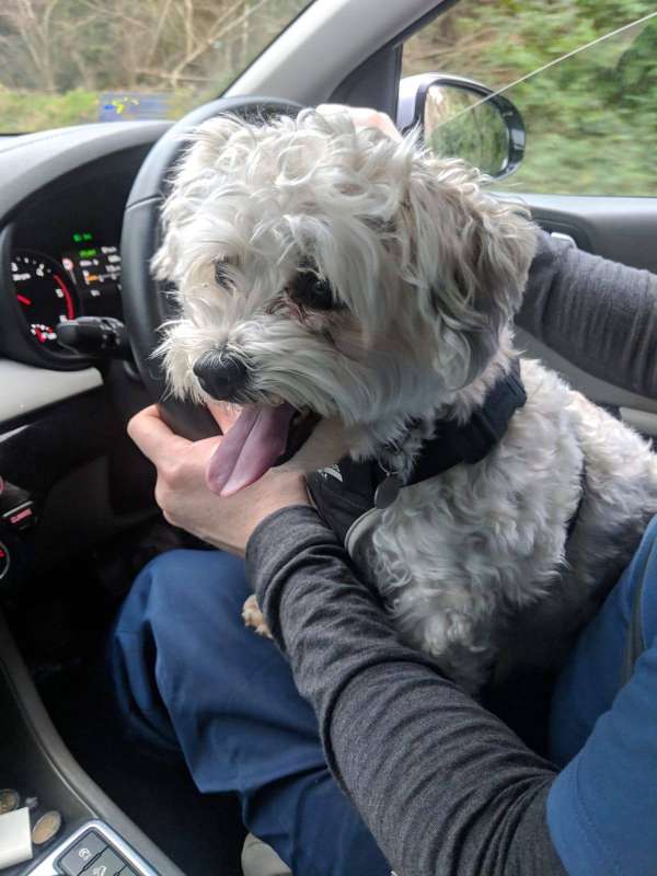 shih tzu bichon mix rescue