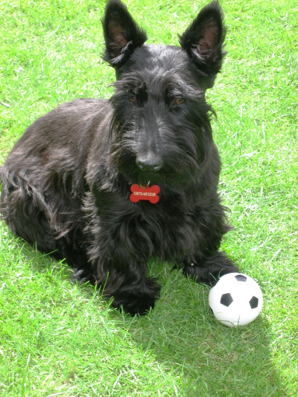 Niall & Niamh Scottish terriers *HOMED* Rescue Dogs