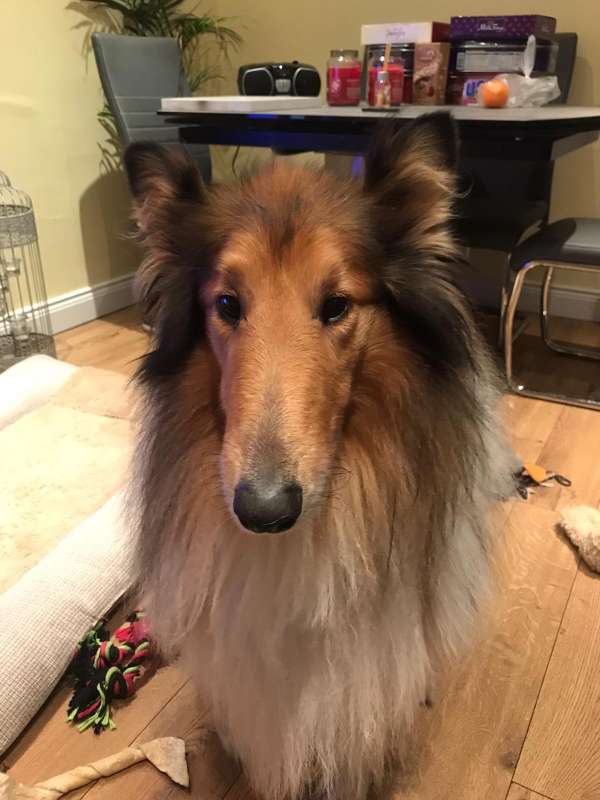 Pal 4yr old Rough Collie HOMED.. Rescue Dogs for