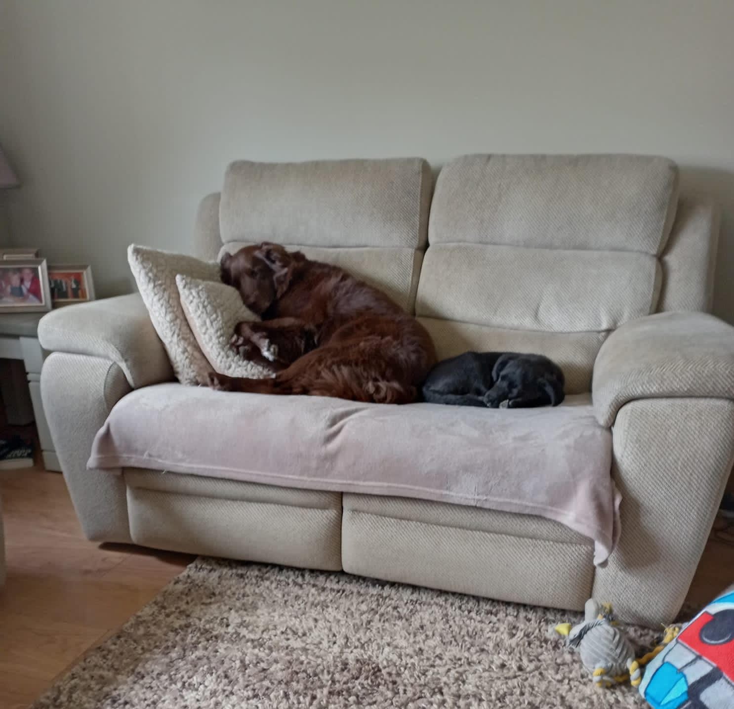 Arya - Dogs in Distress - Uptemporary Exhausted Shapes Distress Dogs