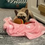 cfda6223-cfd7-40be-8585-a7ef452e5135